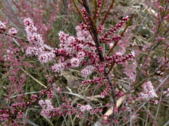 Tamarix chinensis