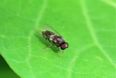 Lindneromyia