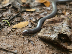 Gymnopis multiplicata