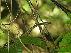 Dendrelaphis grandoculis