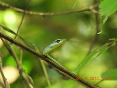 Dendrelaphis grandoculis