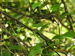 Dendrelaphis grandoculis
