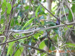 Dendrelaphis grandoculis