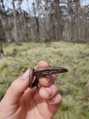 Pseudemoia pagenstecheri