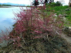 Tamarix chinensis