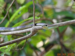 Dendrelaphis grandoculis