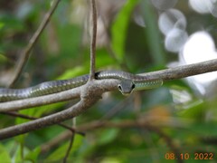Dendrelaphis grandoculis