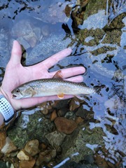 Salvelinus confluentus