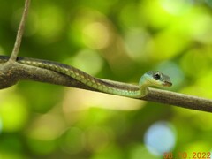 Dendrelaphis grandoculis