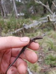 Lampropholis delicata