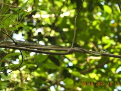 Dendrelaphis grandoculis