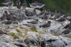 Calidris virgata