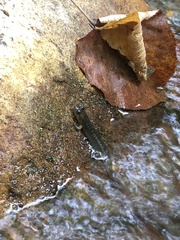 Desmognathus conanti