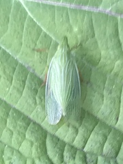 Rhynchomitra microrhina