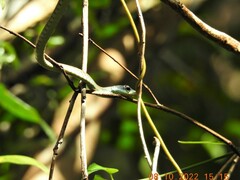 Dendrelaphis grandoculis