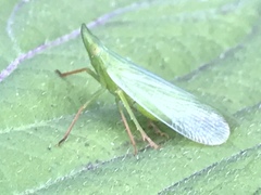 Rhynchomitra microrhina