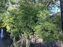 Forestiera pubescens