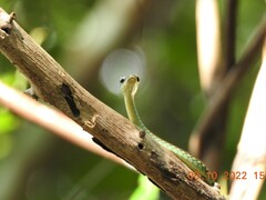 Dendrelaphis grandoculis