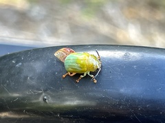 Calomela pallida
