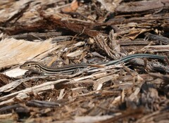 Aspidoscelis hyperythrus