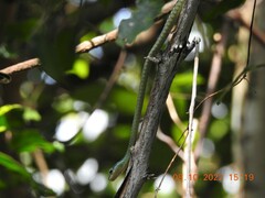 Dendrelaphis grandoculis