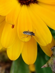 Nysiini
