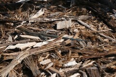 Aspidoscelis hyperythrus