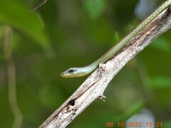 Dendrelaphis grandoculis