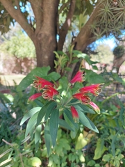 Alstroemeria psittacina
