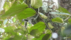 Luehea seemannii