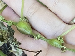 Neolasioptera boehmeriae