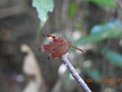 Neurothemis fulvia