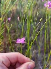 Agalinis linifolia