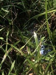 Rhynchospora miliacea