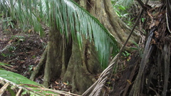 Luehea seemannii