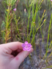 Agalinis linifolia
