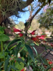 Alstroemeria psittacina