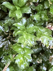 Mniaceae