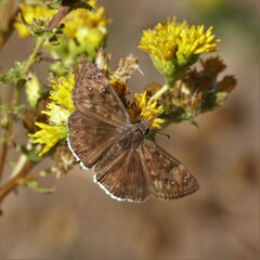 Erynnis tristis