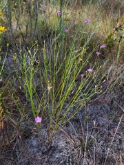 Agalinis linifolia