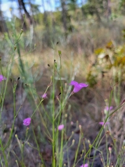 Agalinis linifolia