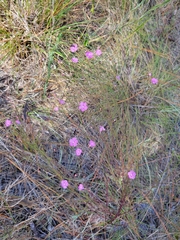 Agalinis linifolia