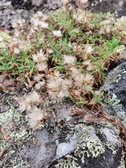 Paronychia argyrocoma