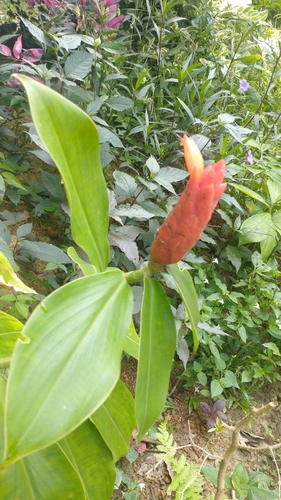 Costus woodsonii