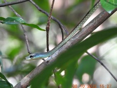 Dendrelaphis grandoculis