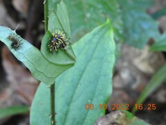 Kaniska canace