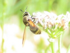 Hoplitimyia mutabilis