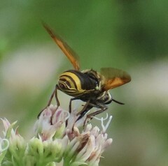 Hoplitimyia mutabilis