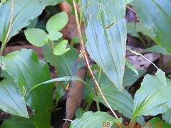Ceriagrion cerinorubellum