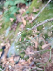 Micranthes petiolaris